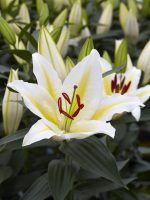 GAV Lilium Golden Romance